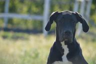 Great Dane