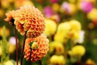 dahlias