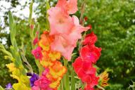 gladioli