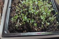 seedlings