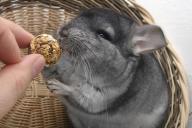 chinchilla