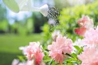 flowers, water