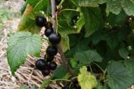 berries, leaves