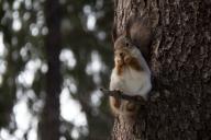 squirrel