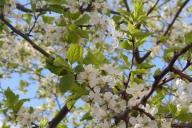 branches, leaves