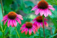 Echinacea