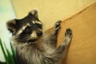 raccoon