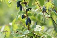 berries, leaves