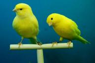 canaries