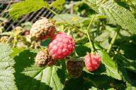 berries, leaves