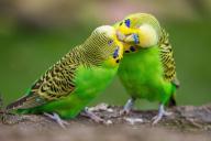 parrots