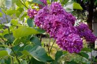 leaves, flowers