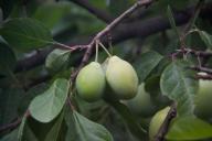 leaves, fruits