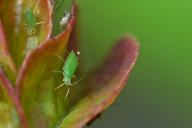 aphid