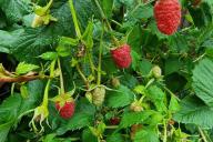 berries, leaves