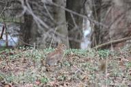 hare, branches