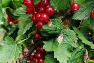 currants