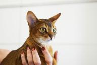 Abyssinian