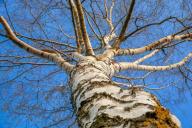 birch tree