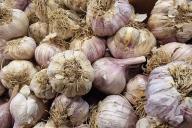 garlic