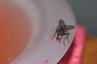 plate, fly