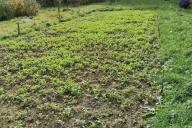 green manure