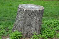 stump