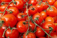 tomatoes