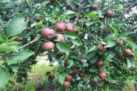 apple tree