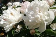 Peonies