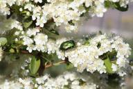 cotoneaster