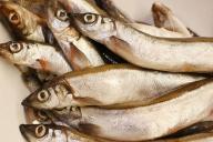 capelin