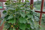 cucumber plant