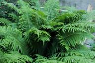 fern