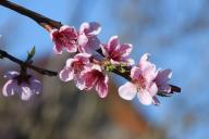 branches, flowers