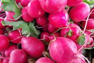 radishes