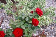 flowers, leaves