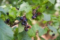 berries, leaves