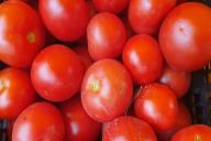 tomato 