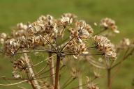 hogweed