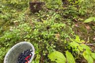 berries, leaves