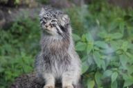 manul