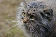 manul