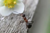 ant