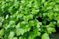 parsley