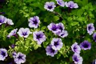 petunias