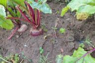 earth, beetroot