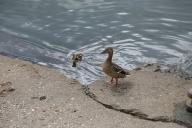 birds, water