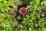 berries, leaves