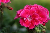 geranium